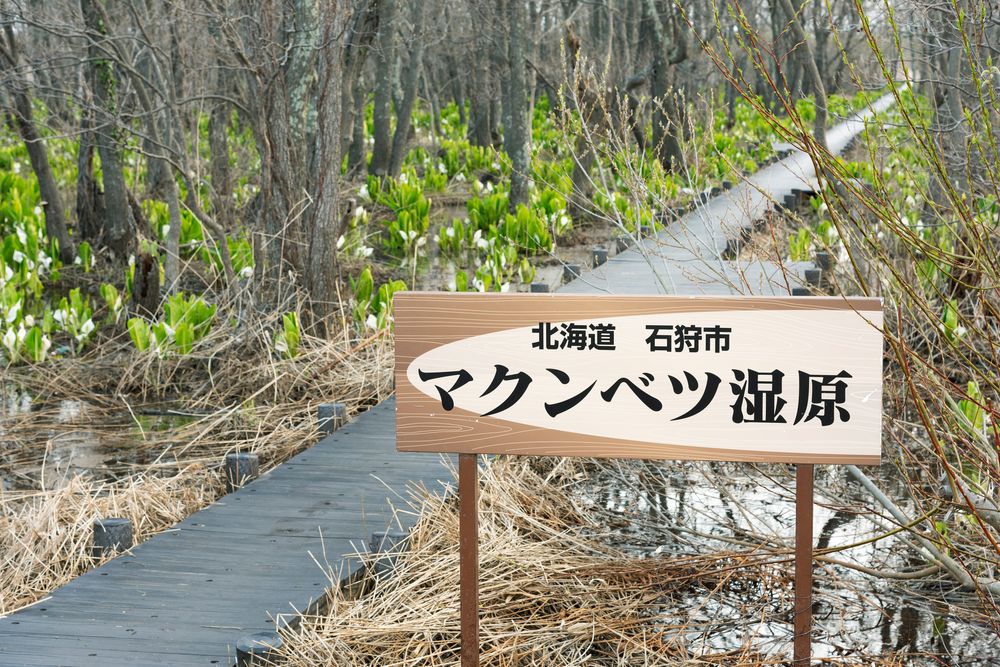 マクンベツ湿原の画像 - 3枚目