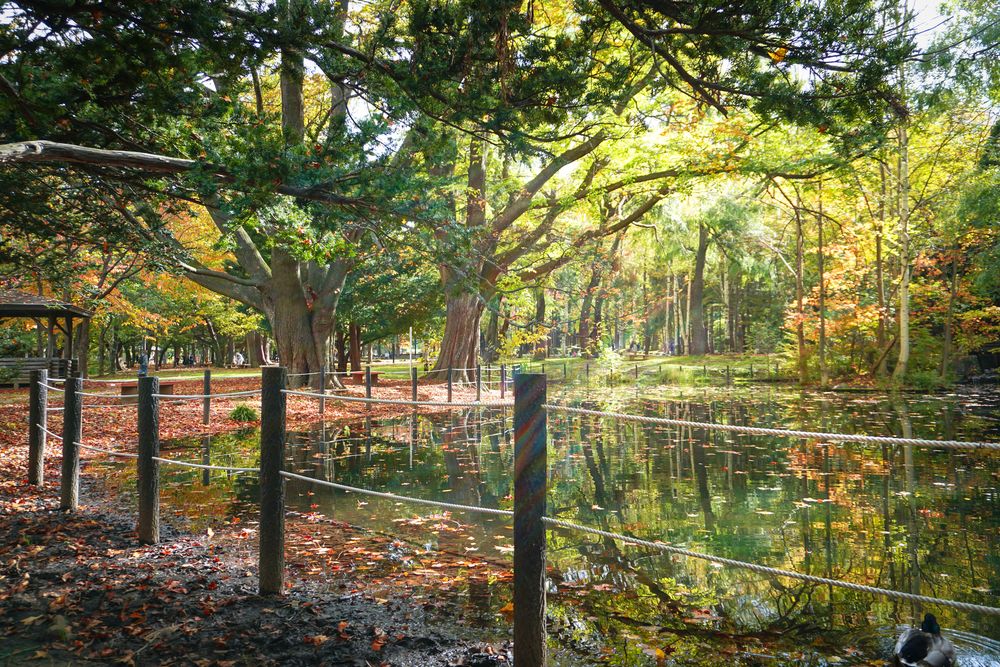 丸山公園の画像 - 2枚目