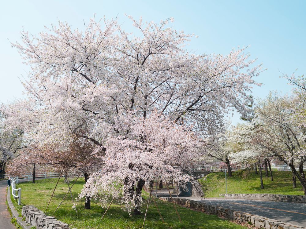 農試公園の画像 - 5枚目