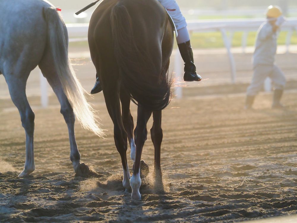 門別競馬場の画像 - 4枚目