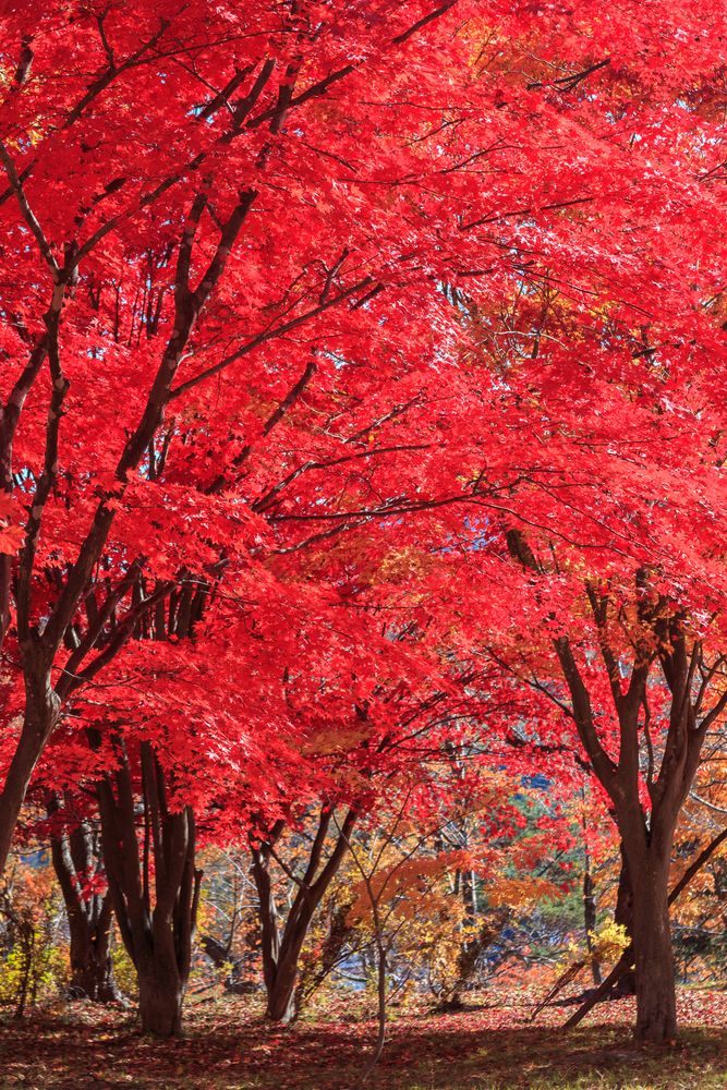 東明公園の画像 - 2枚目