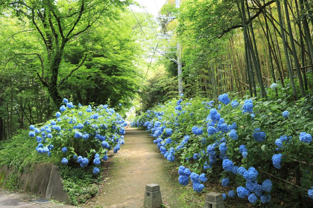 大年寺山公園の画像 - 5枚目