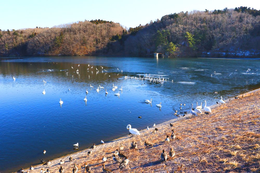 加瀬沼公園の画像 - 2枚目