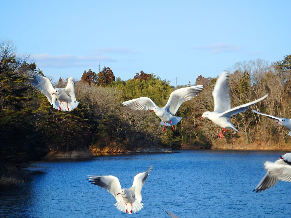加瀬沼公園の画像 - 4枚目