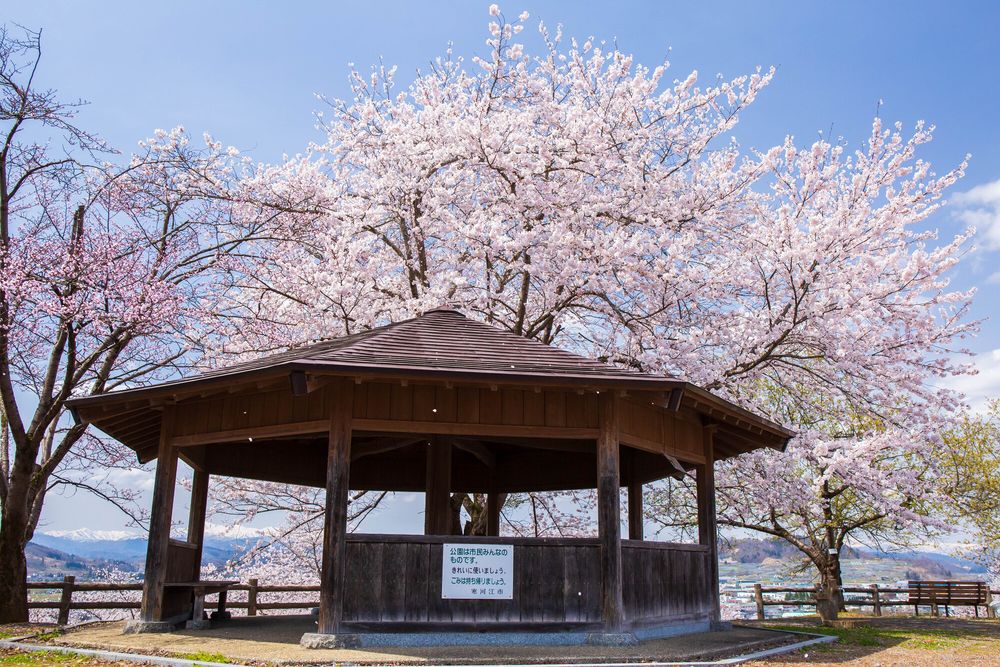 寒河江公園の画像 - 2枚目