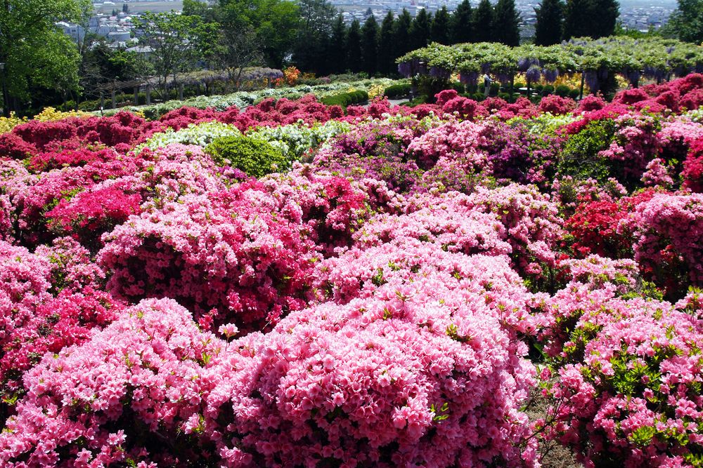 寒河江公園の画像 - 3枚目