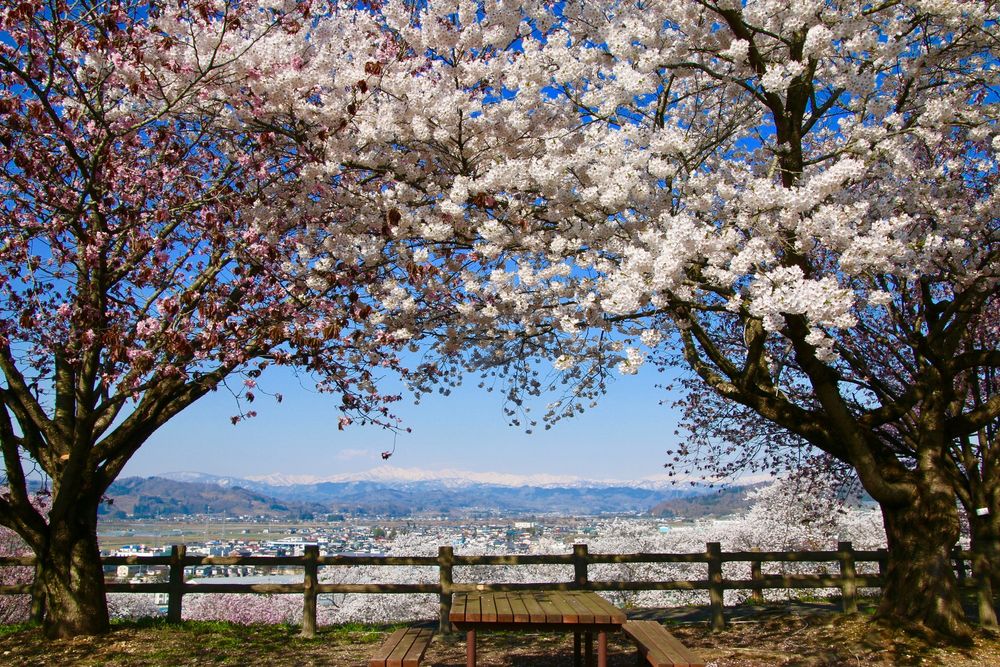 寒河江公園の画像 - 4枚目