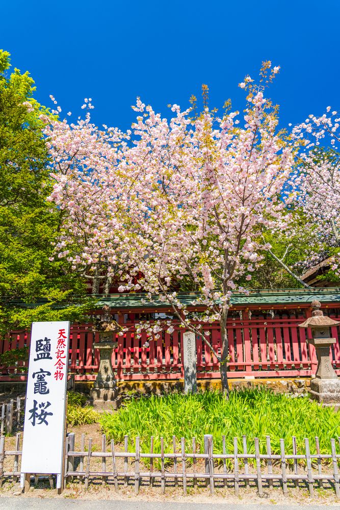 鹽竈神社の画像 - 5枚目