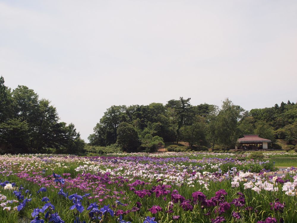 秋田県立小泉潟公園の画像 - 5枚目
