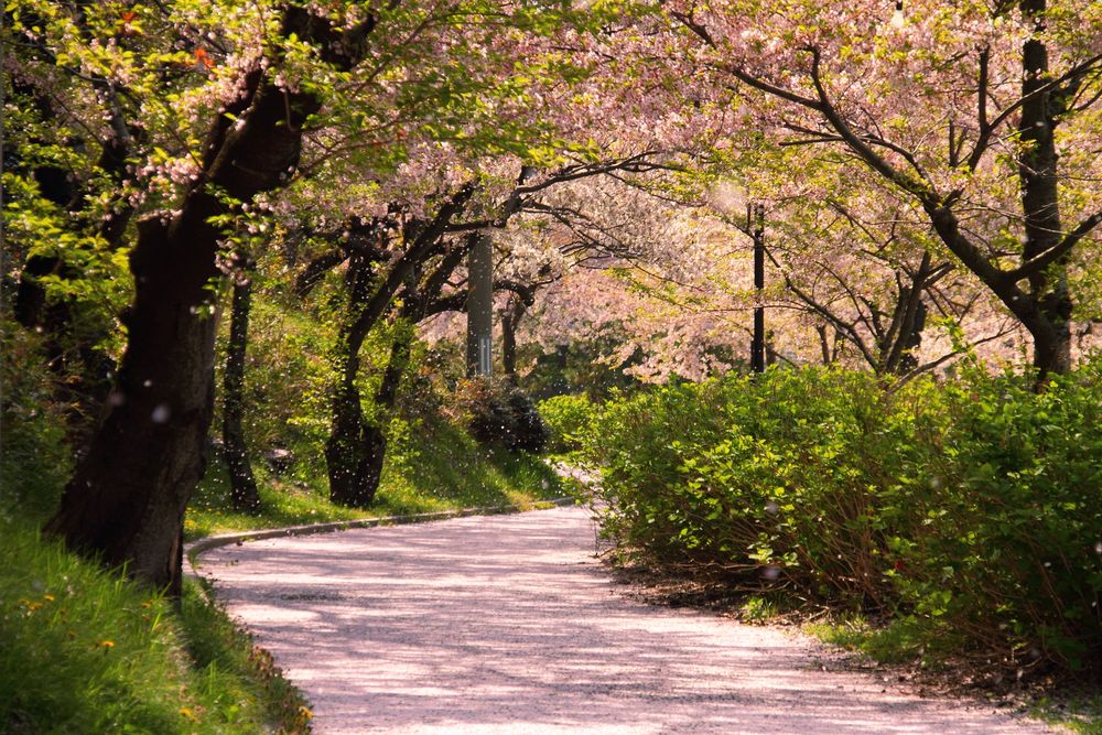 勢至公園の画像 - 4枚目