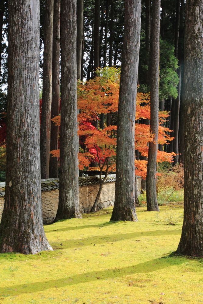 古峯園の画像 - 5枚目