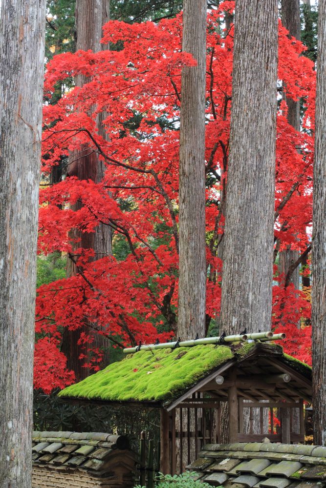 古峯園の画像 - 6枚目