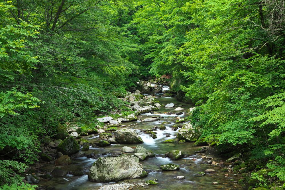 岳岱自然観察教育林の画像 - 3枚目