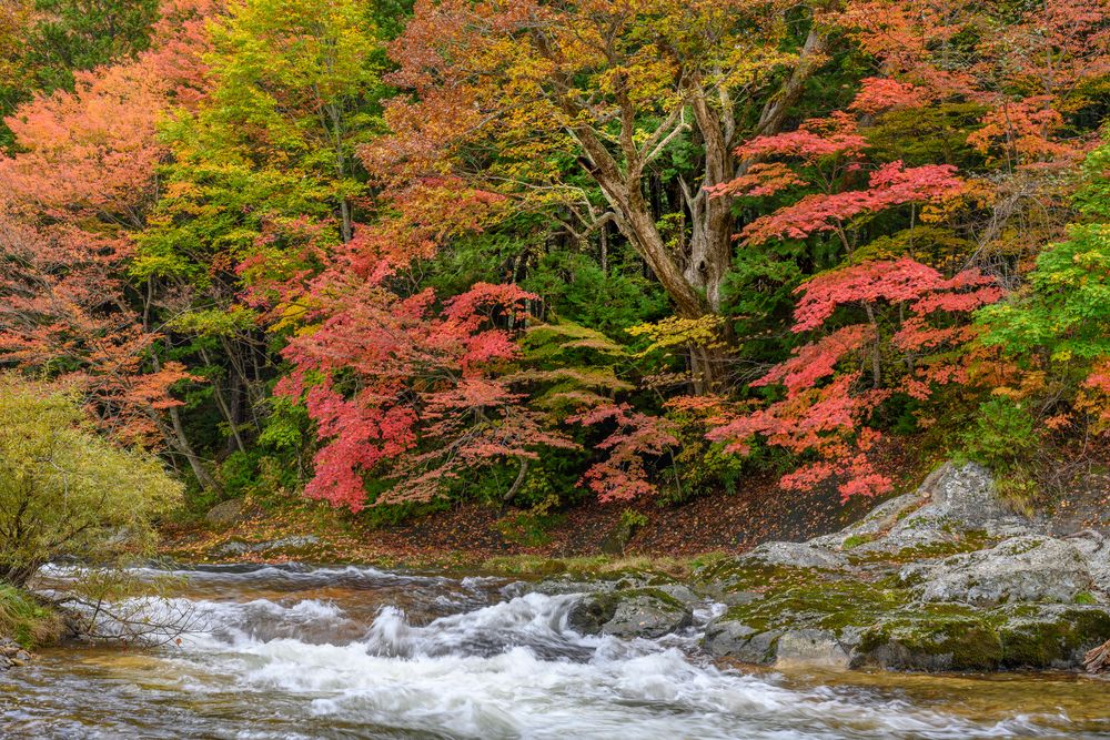 薬研渓流の画像 - 3枚目