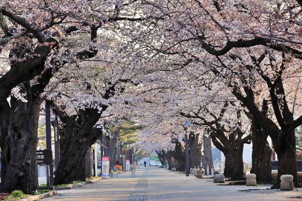 十和田市官庁街通りの画像 - 2枚目