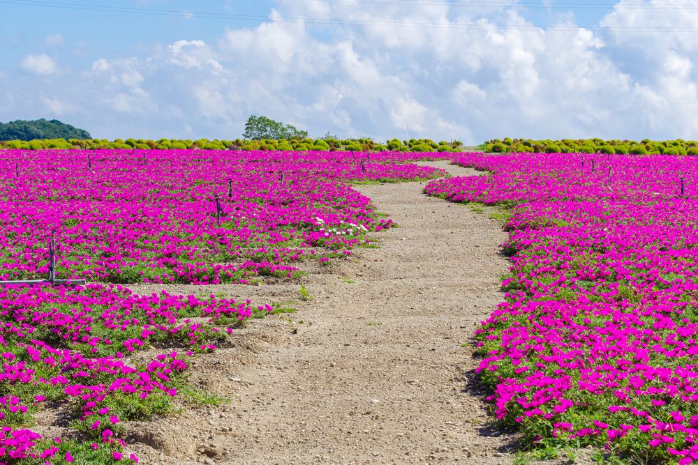 観光農園花ひろばの画像 - 3枚目