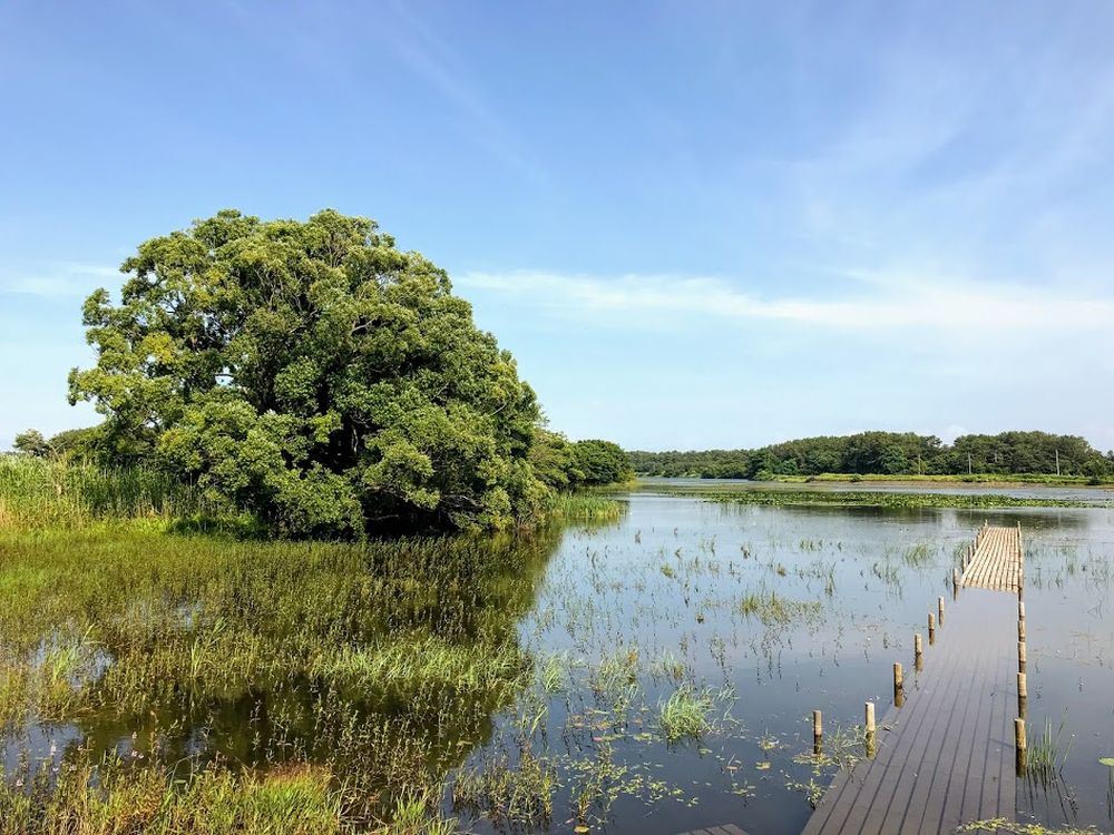 ベンセ湿原の画像 - 2枚目