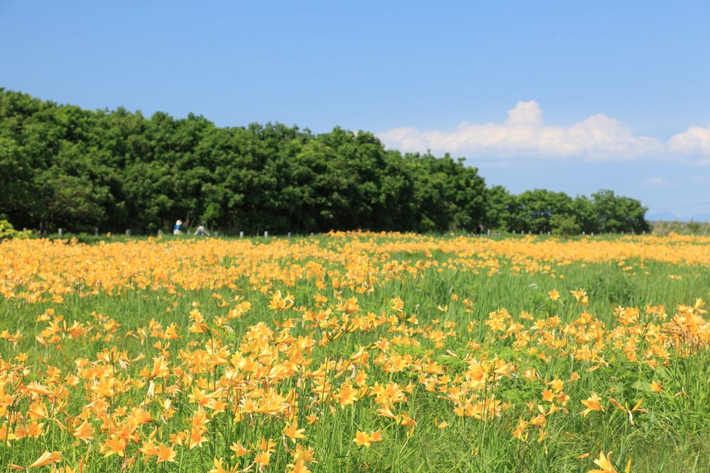 ベンセ湿原の画像 - 4枚目