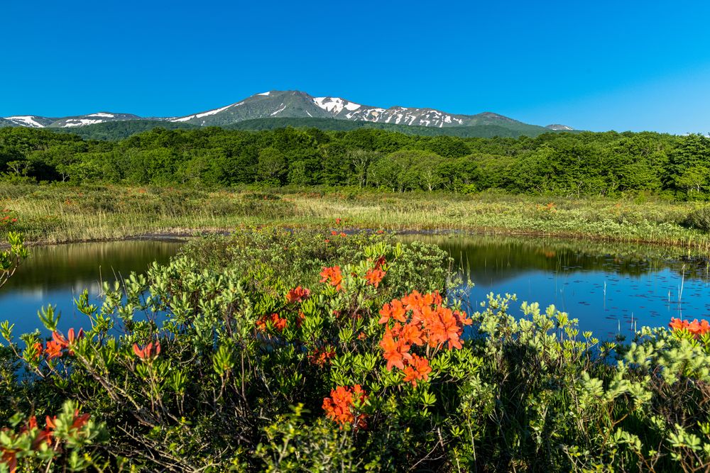 田代平湿原の画像 - 3枚目