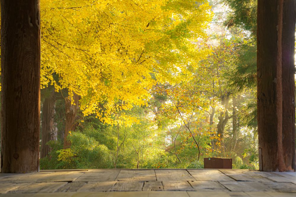 新宮熊野神社の画像 - 5枚目