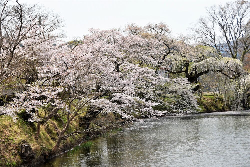 亀ケ城公園の画像 - 2枚目