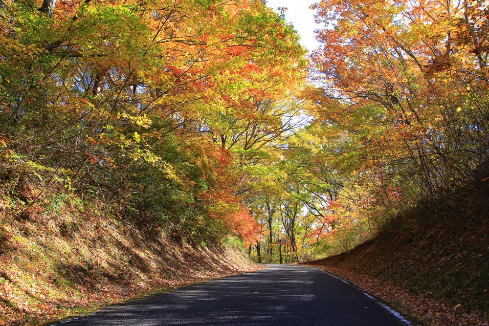 西の郷遊歩道 滝の見晴台の画像 - 3枚目