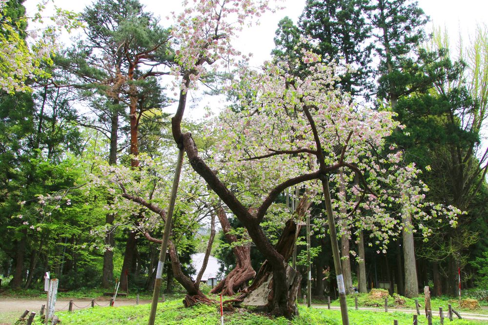 磐椅神社の画像 - 3枚目