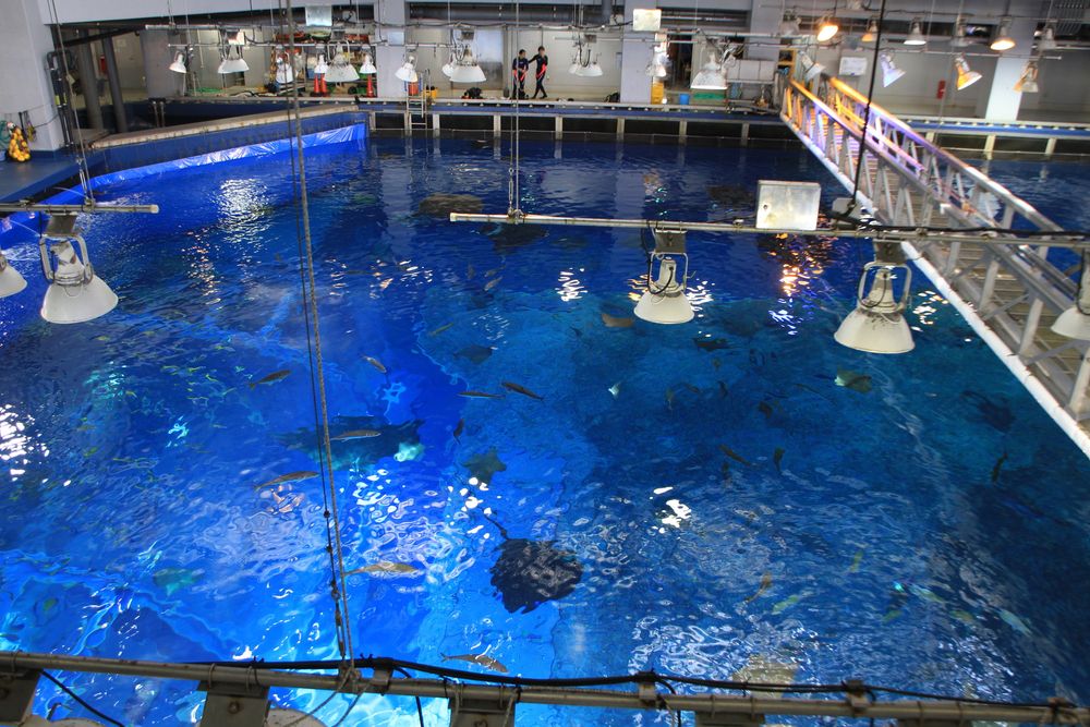 沖縄美ら海水族館】の周辺スポット・アクセス・口コミ - Prism Japan