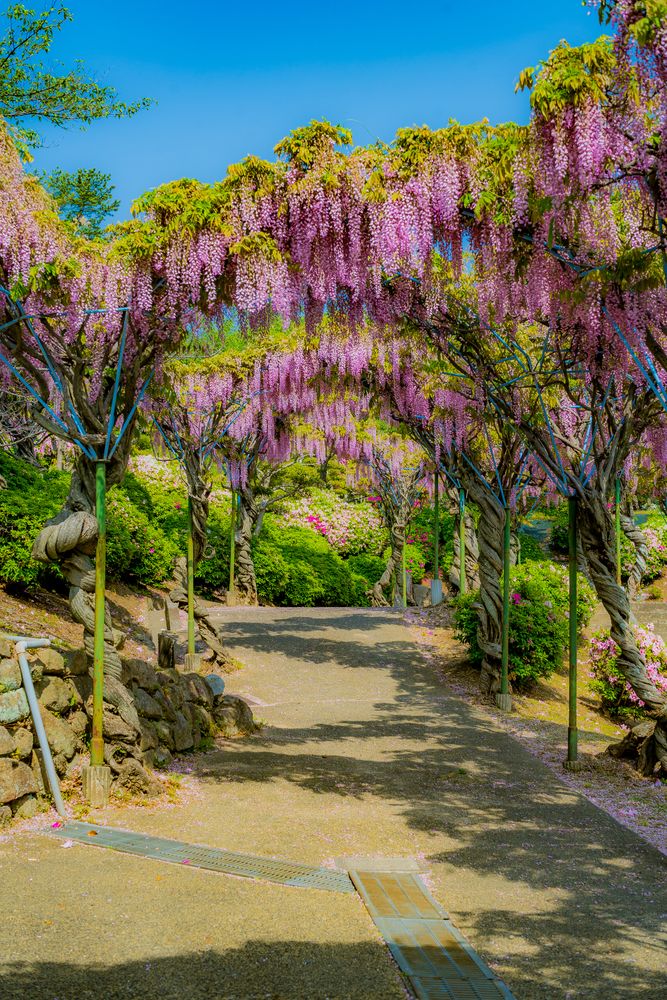 千光寺公園の画像 - 4枚目