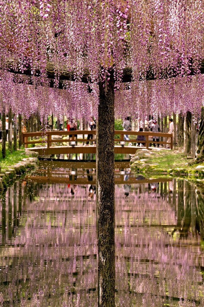 天王川公園の画像 - 2枚目