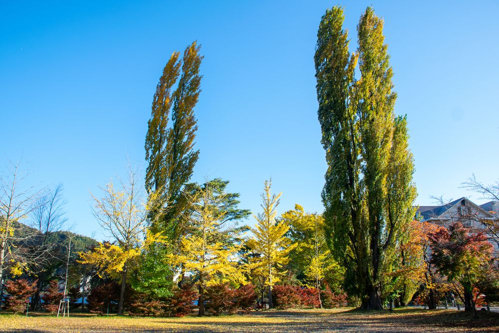 大池公園の画像 - 2枚目