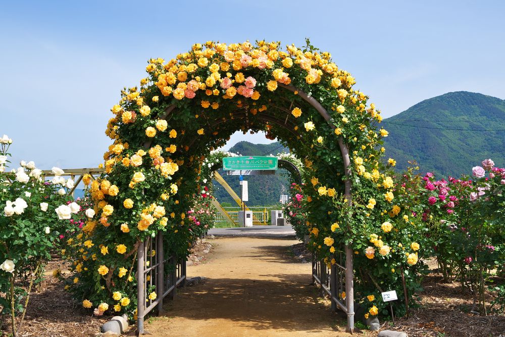 さかき千曲川 バラ公園の画像 - 2枚目