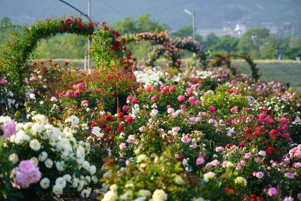 さかき千曲川 バラ公園の画像 - 3枚目