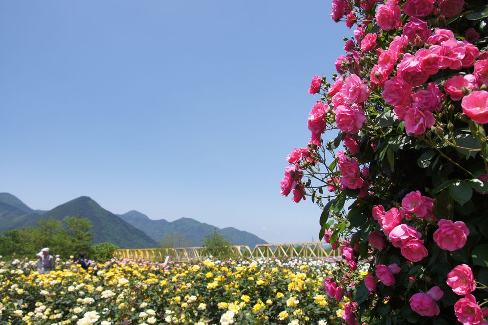 さかき千曲川 バラ公園の画像 - 4枚目