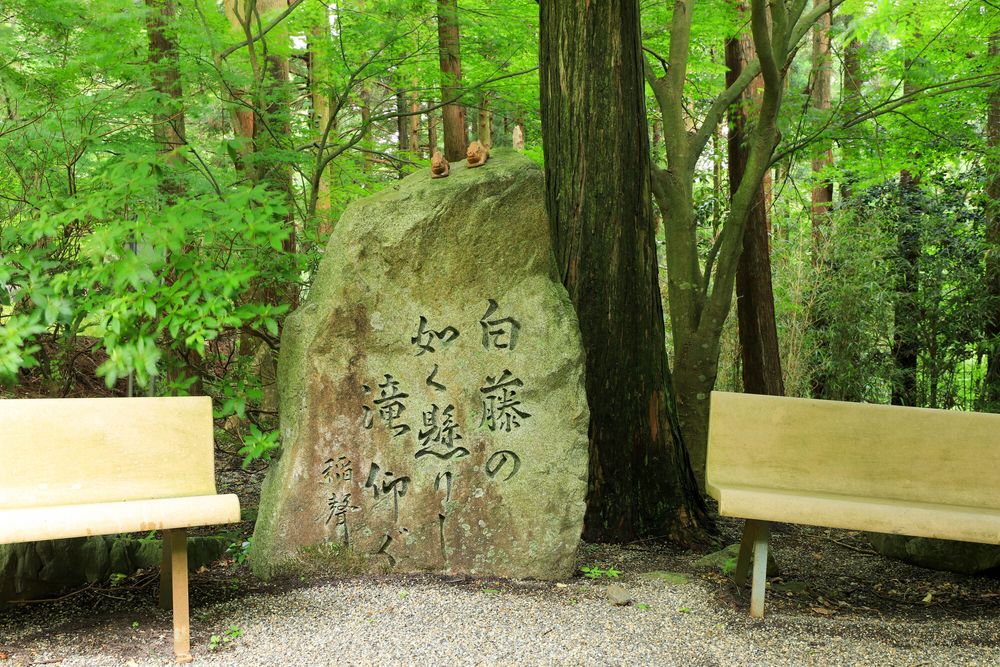 白藤滝の画像 - 3枚目