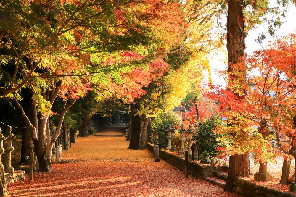 積田神社の画像 - 5枚目