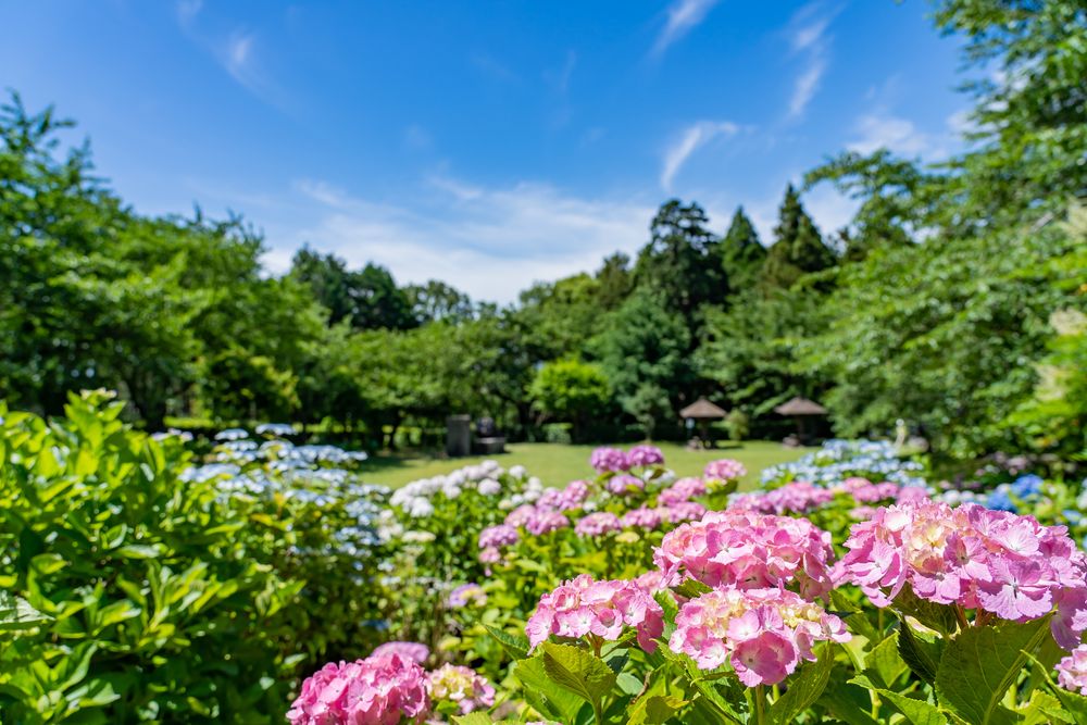 万葉の里公園の画像 - 3枚目