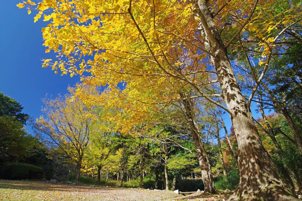 三重県民の森の画像 - 4枚目