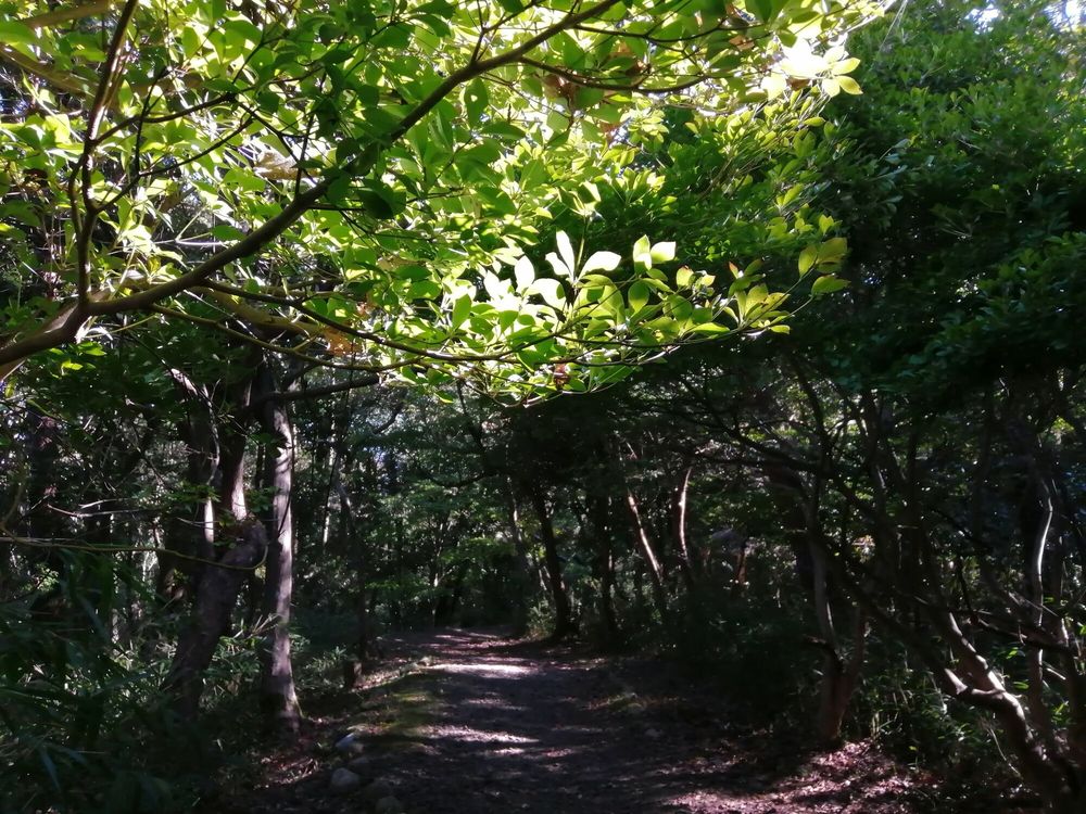 三重県民の森の画像 - 5枚目