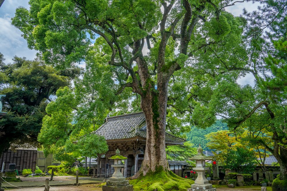大乗寺の画像 - 2枚目