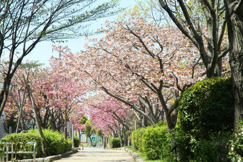 播磨大中古代の村(大中遺跡公園)の画像 - 5枚目