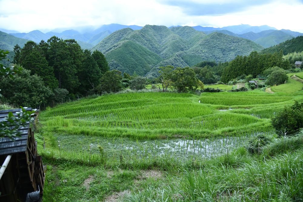 高原霧の里の画像 - 3枚目