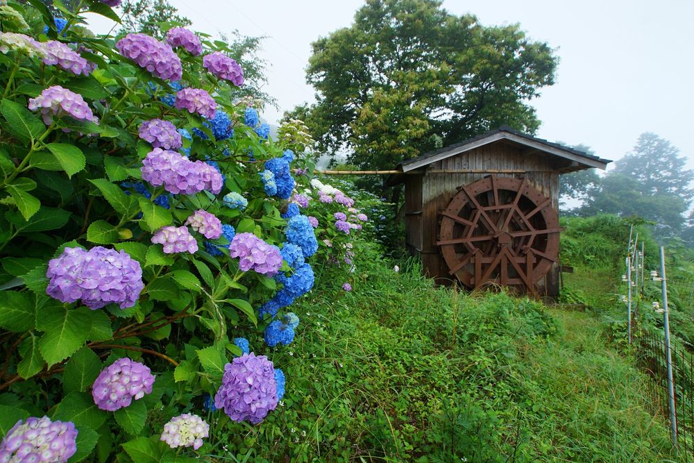 高原霧の里の画像 - 5枚目
