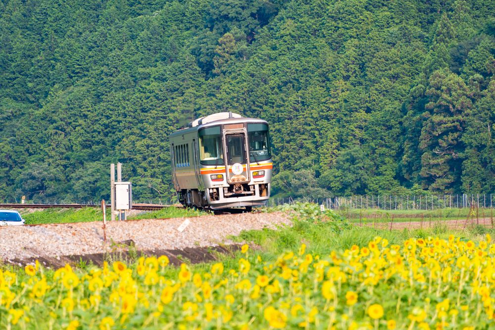 佐用町南光ひまわり畑の画像 - 2枚目