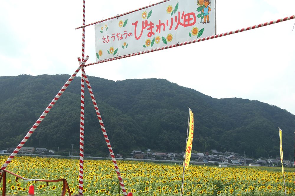 佐用町南光ひまわり畑の画像 - 3枚目
