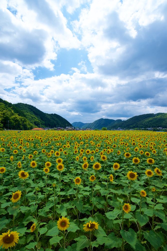 佐用町南光ひまわり畑の画像 - 4枚目