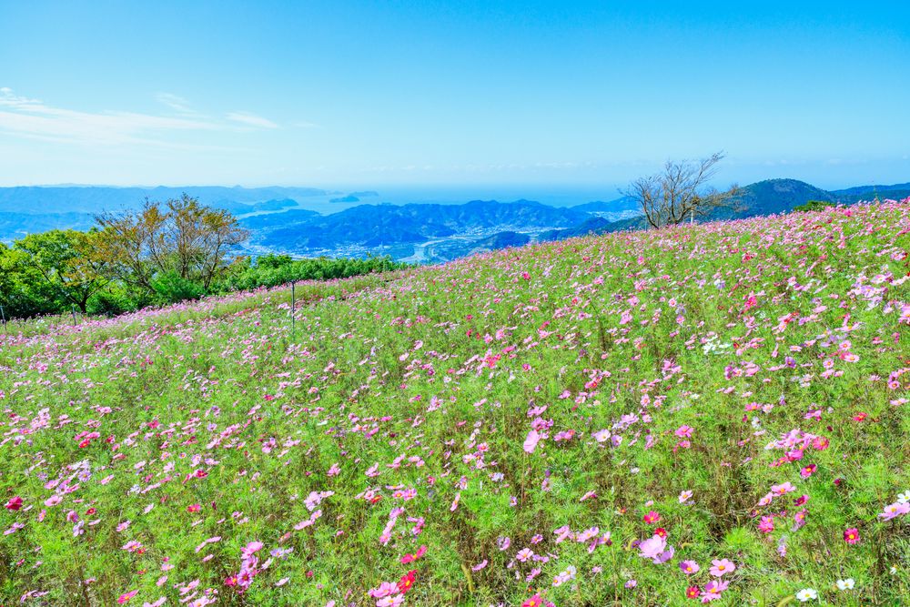 鷲ヶ峰コスモスパーク】の周辺スポット・アクセス・口コミ - Prism Japan