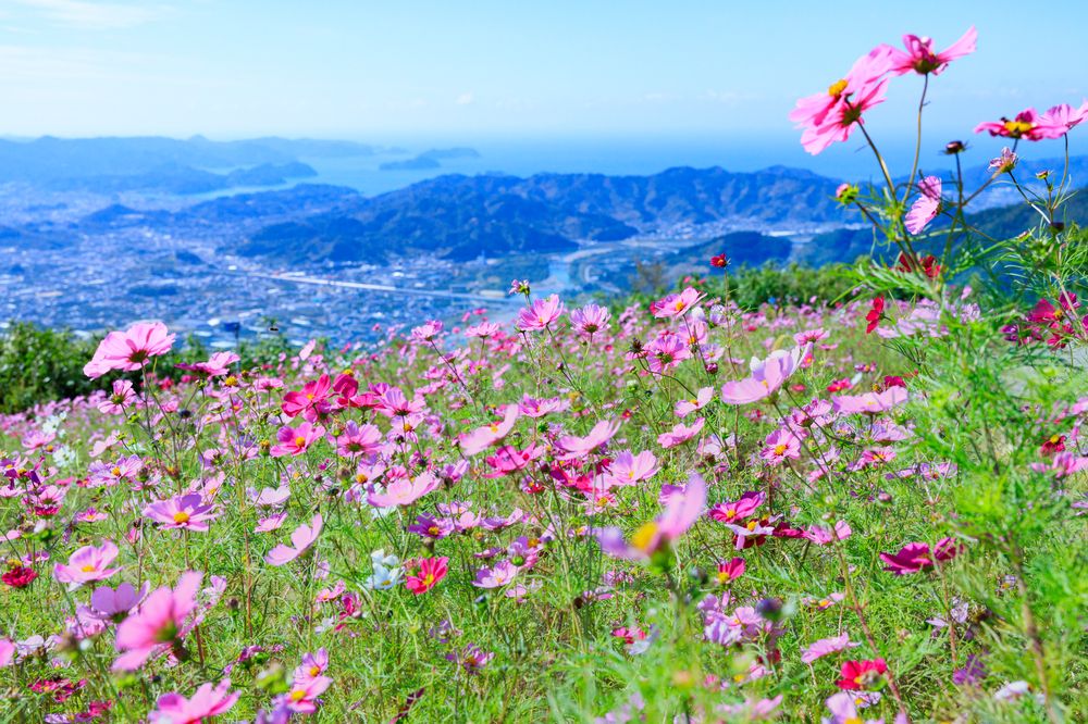 鷲ヶ峰コスモスパーク】の周辺スポット・アクセス・口コミ - Prism Japan