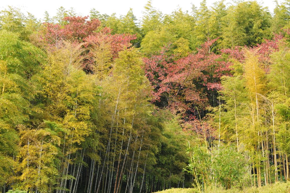 京都市洛西竹林公園の画像 - 3枚目