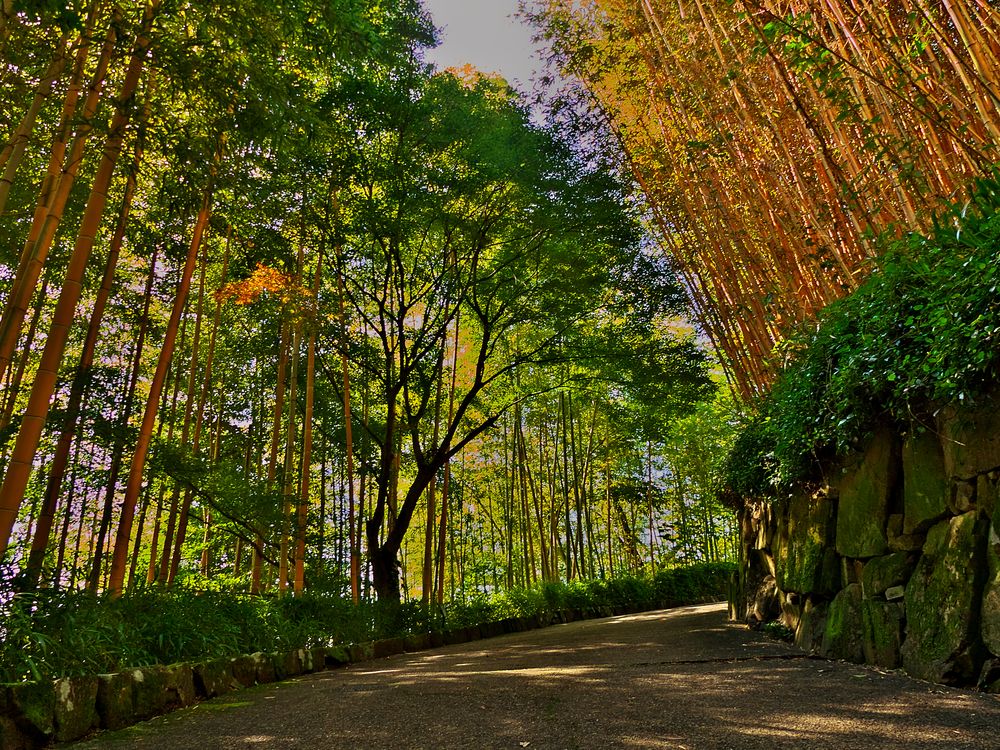 京都市洛西竹林公園の画像 - 4枚目